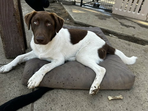 picture of the dog needing adoption