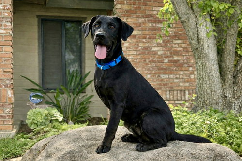 Myles, an adoptable Labrador Retriever in Clovis, CA