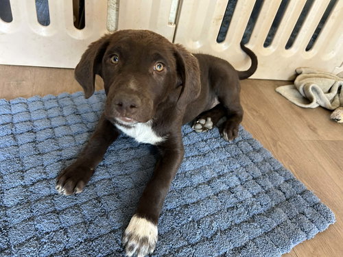 picture of the dog needing adoption