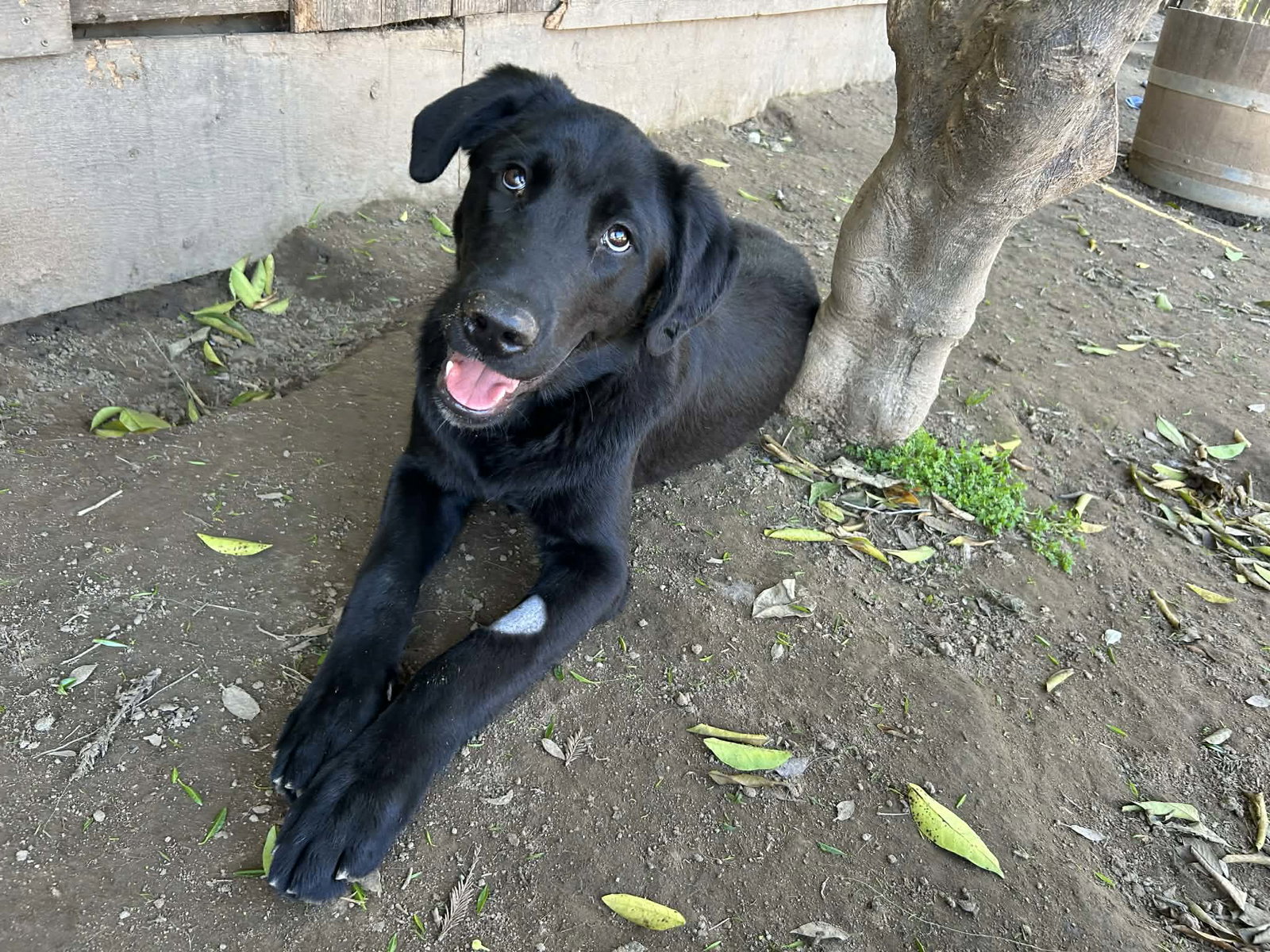 Labrador Retriever