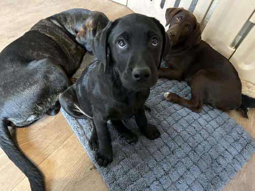 picture of the dog needing adoption