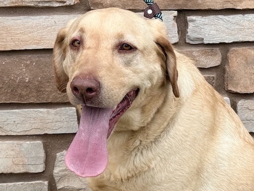 picture of the dog needing adoption