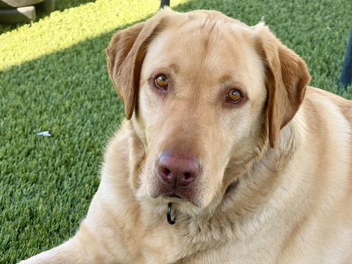 picture of the dog needing adoption