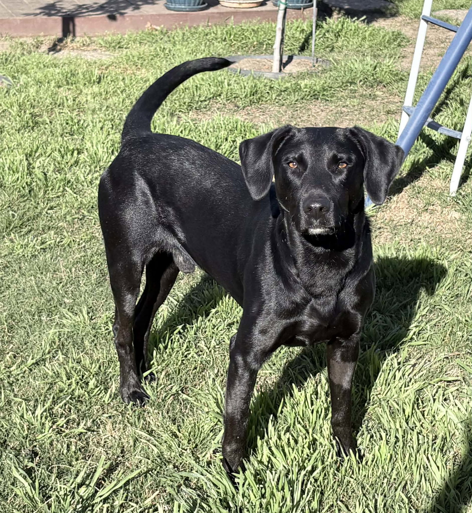 Labrador Retriever