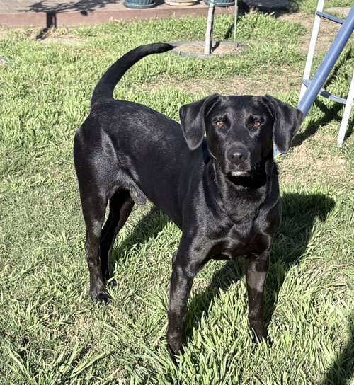 picture of the dog needing adoption
