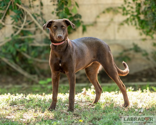 Rue, an adoptable Labrador Retriever in Clovis, CA