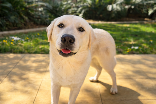 Kobe, an adoptable Labrador Retriever in Clovis, CA