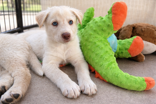 picture of the dog needing adoption