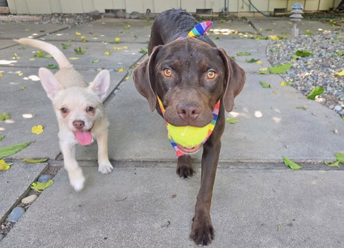 Ziggy Stardust, an adoptable Labrador Retriever in Clovis, CA