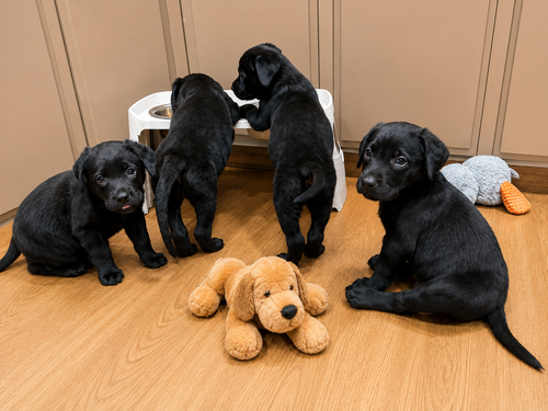 Naomi, Emmylou & Reba, an adoptable Labrador Retriever in Clovis, CA