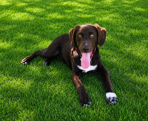 Romeo, an adoptable Labrador Retriever in Clovis, CA