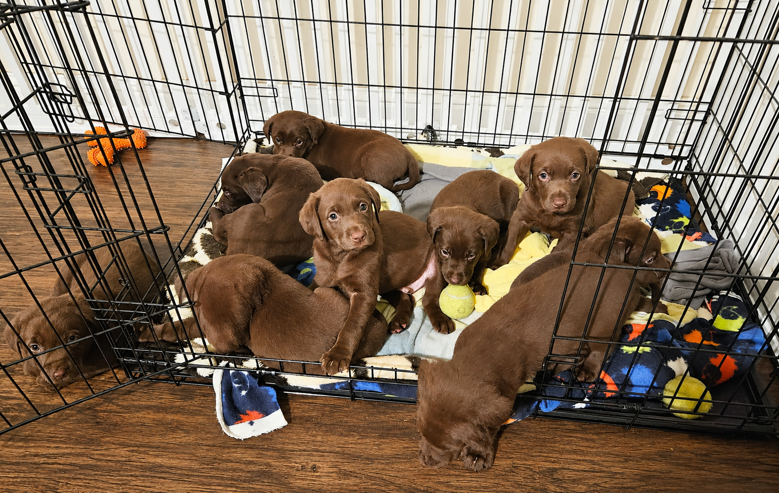 Jester, Joker, Pockets, Calvin, Bart & Rascal