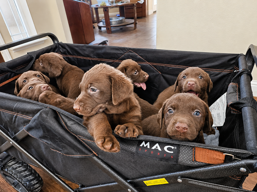 Quinn, April, & Truffles, an adoptable Labrador Retriever in Clovis, CA