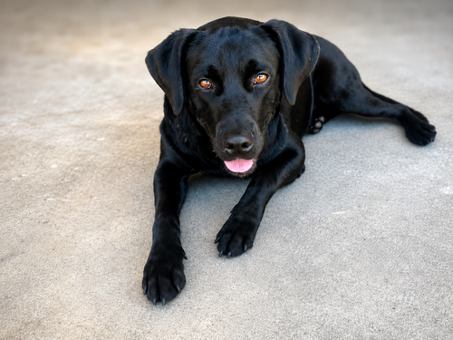 Gunner, an adoptable Labrador Retriever in Clovis, CA