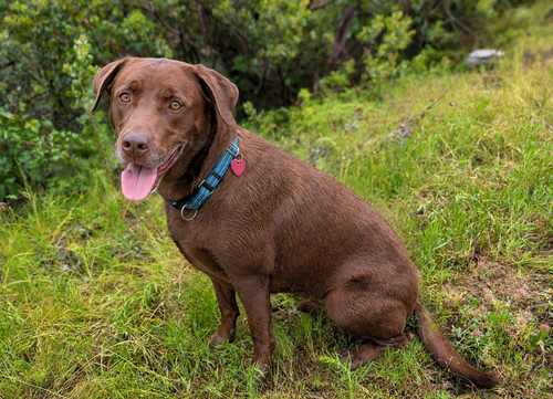 Tucker, an adoptable Labrador Retriever in Clovis, CA