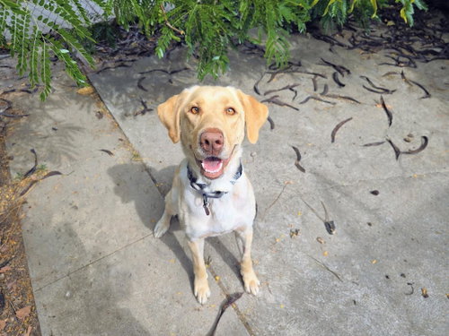 Buffy, an adoptable Labrador Retriever in Clovis, CA