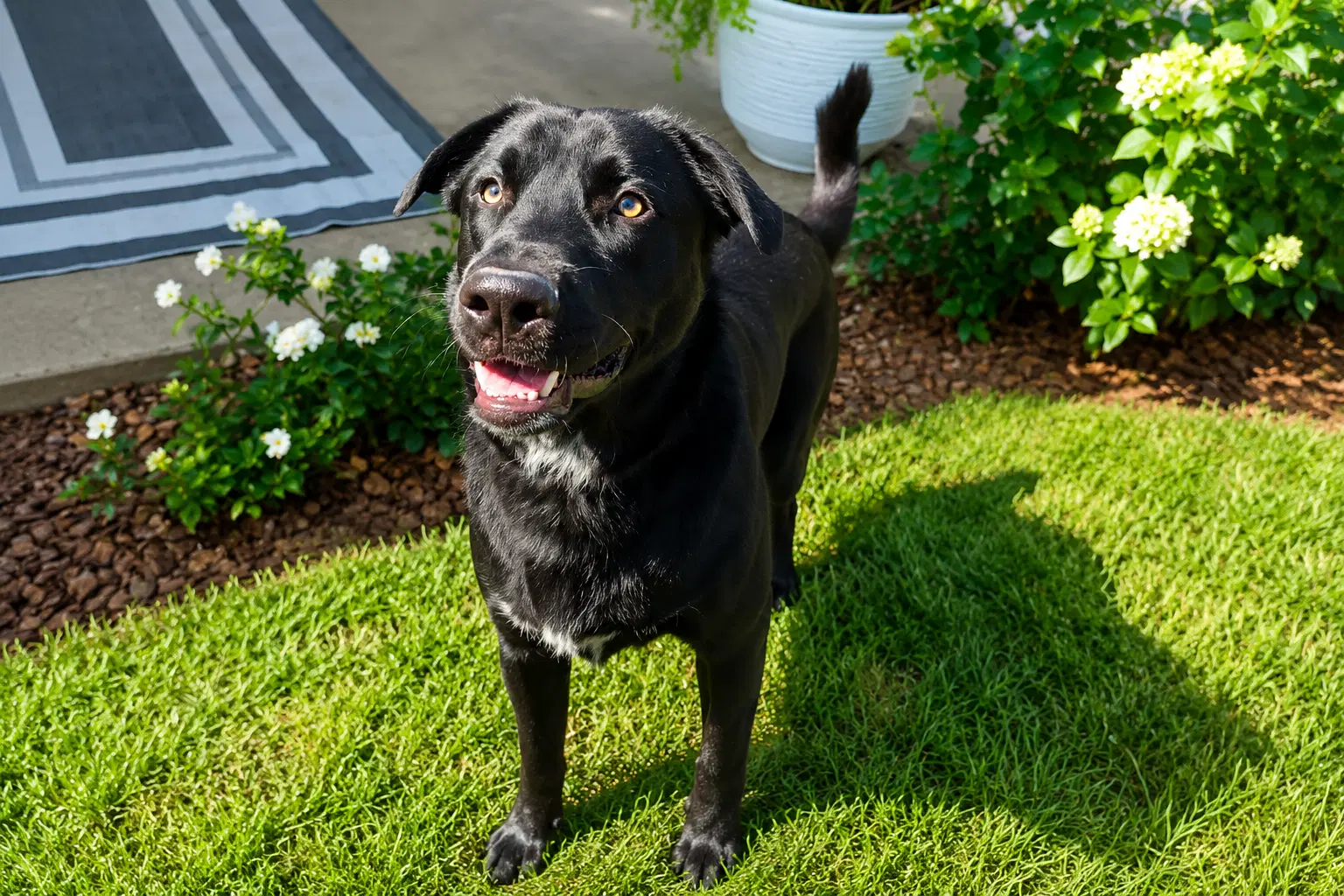 Tyson - Labrador Retriever