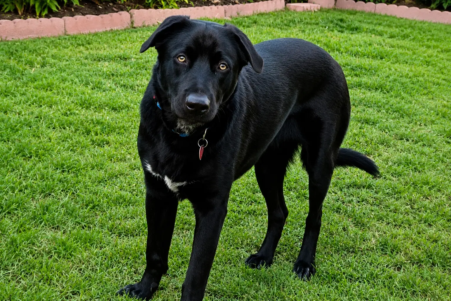 Tyson image 2