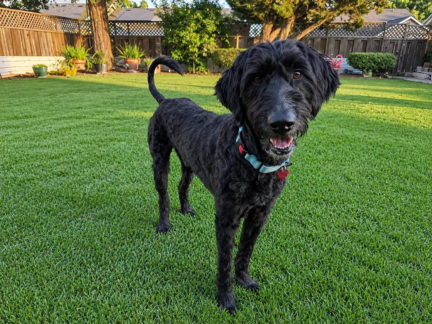 Shadowfax - Doodle