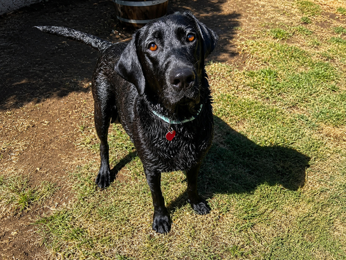 Gracie photo 2