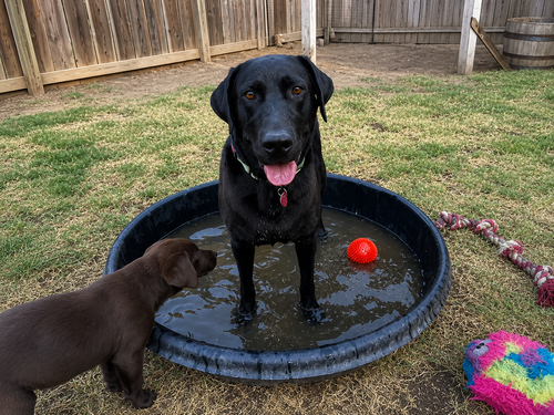 Gracie photo 3