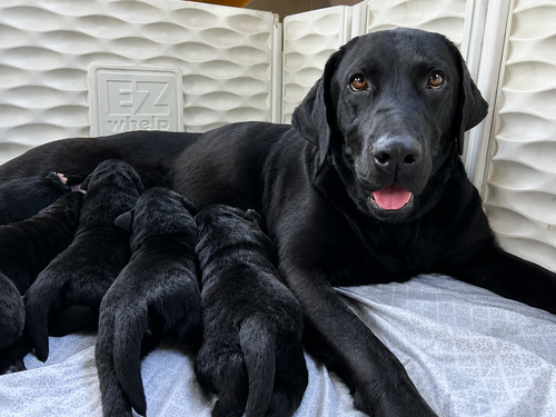 Gracie photo 4