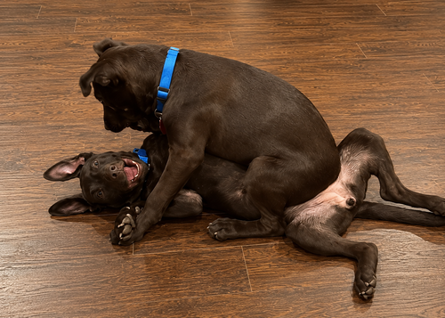 Birdie And Dottie photo 4