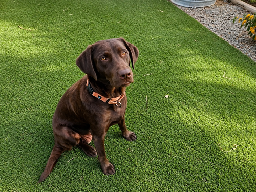 Dove, an adoptable Labrador Retriever in Clovis, CA