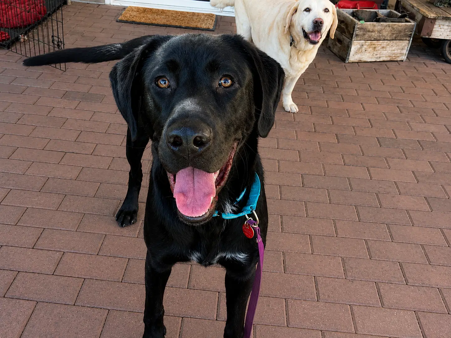 Adonis - Labrador Retriever