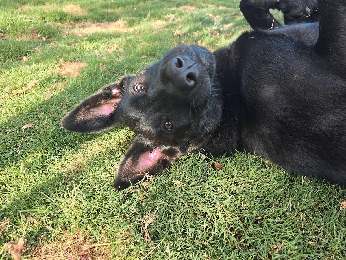 Tilly image 4