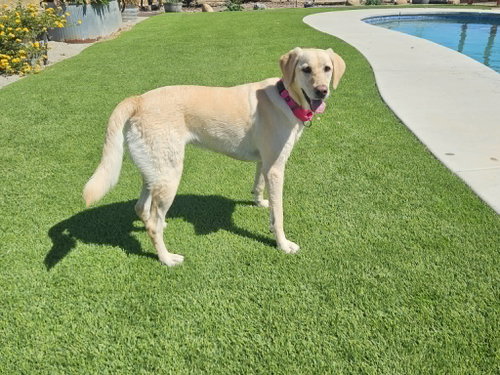 Sandi photo 3