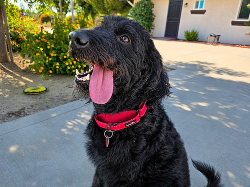 Murphy photo 4
