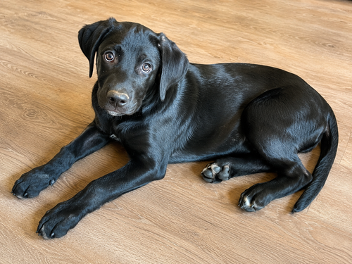 picture of the dog needing adoption