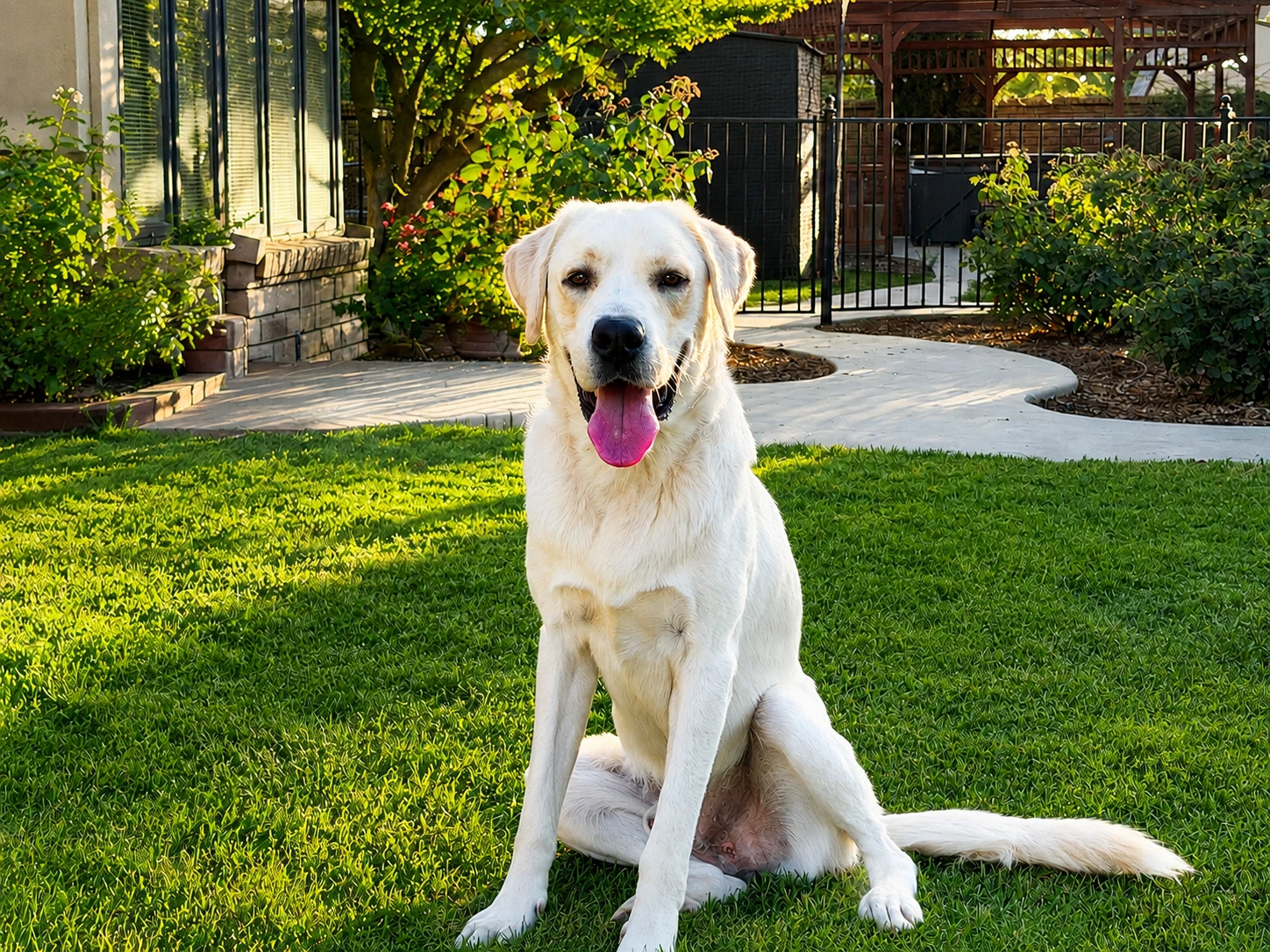 Chico
