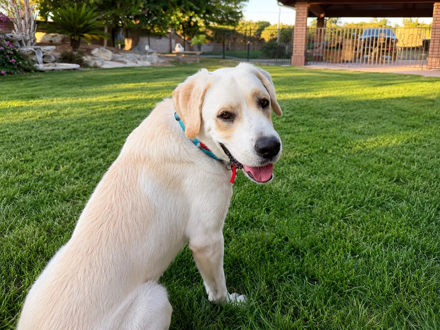 Chico image 2