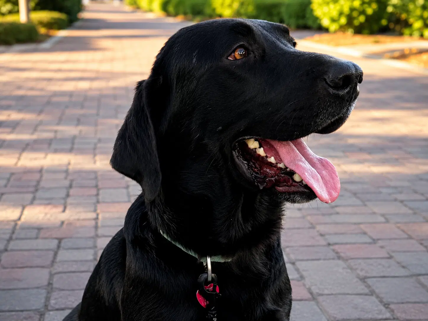 Bogey image 4