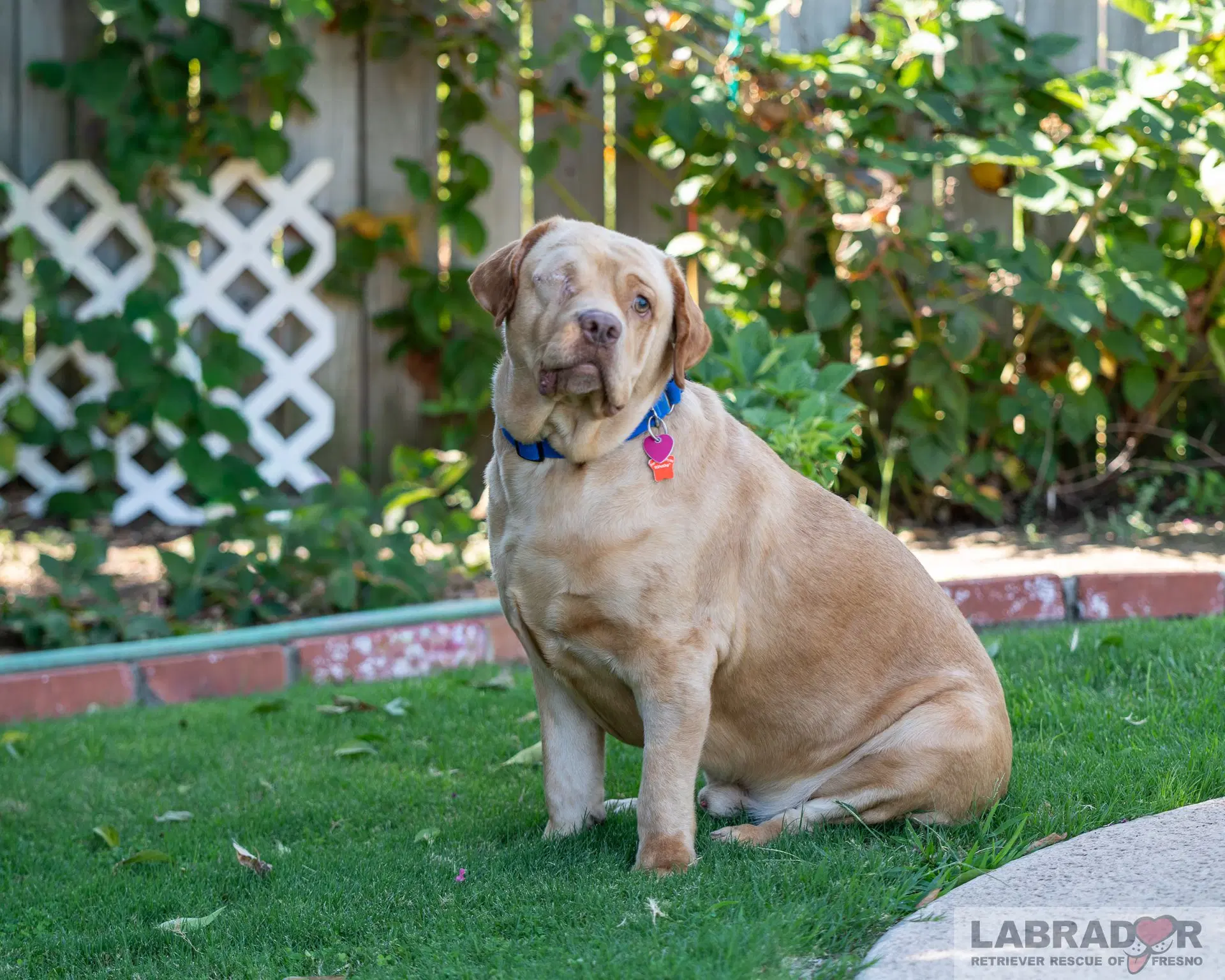 Clifford - Labrador Retriever
