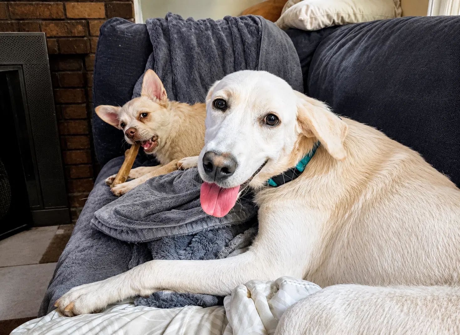 Elsa - Labrador Retriever