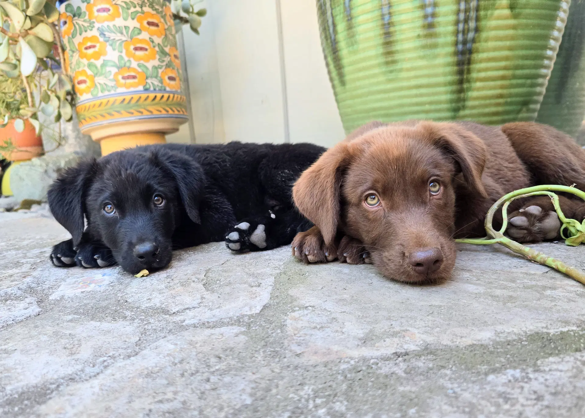 Indiana Jones Han Solo - Labrador Retriever