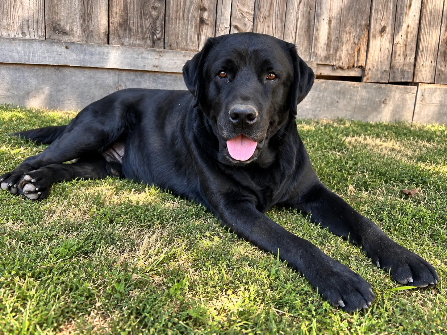 Sullivan - Labrador Retriever
