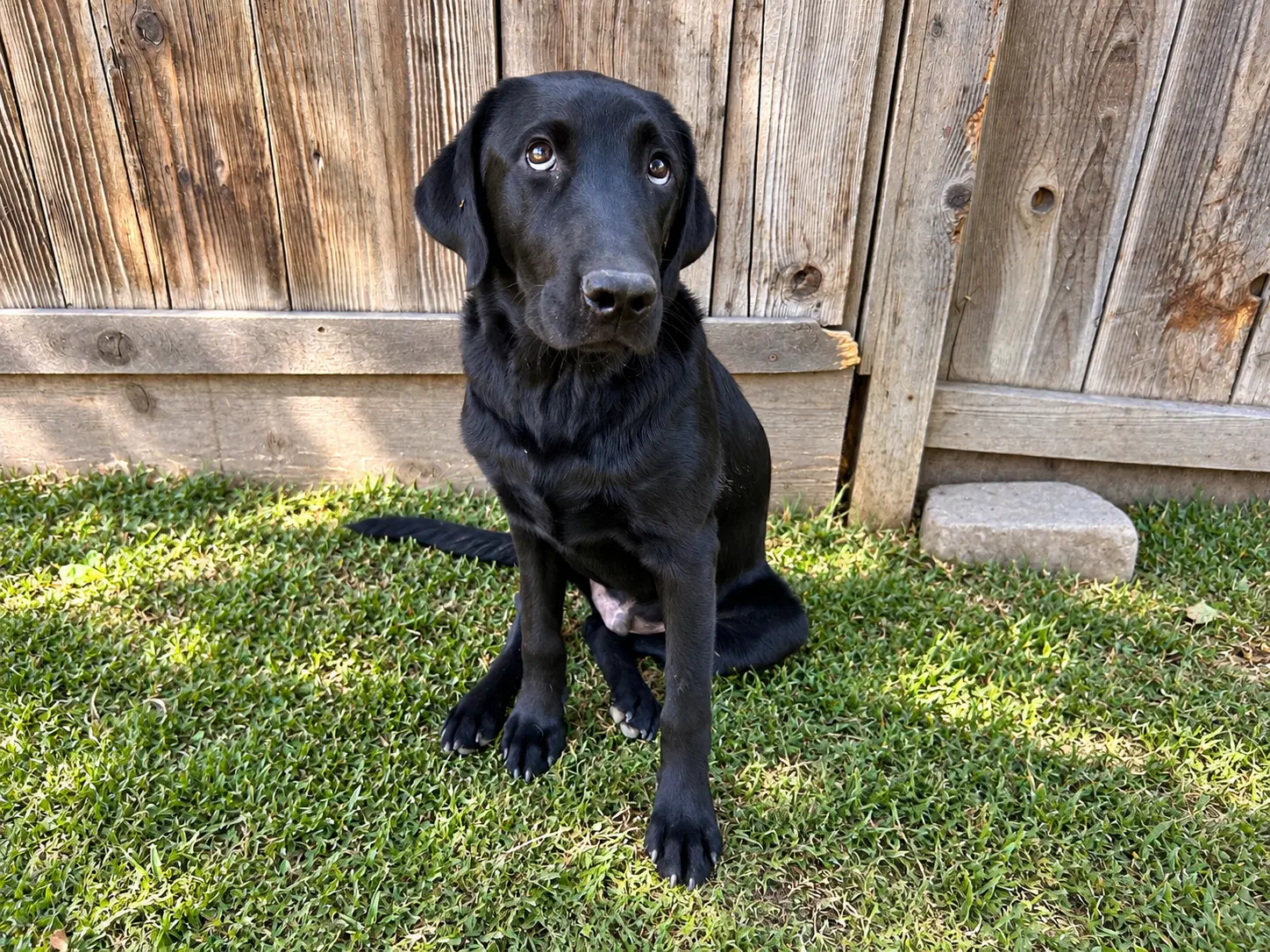Brady - Labrador Retriever