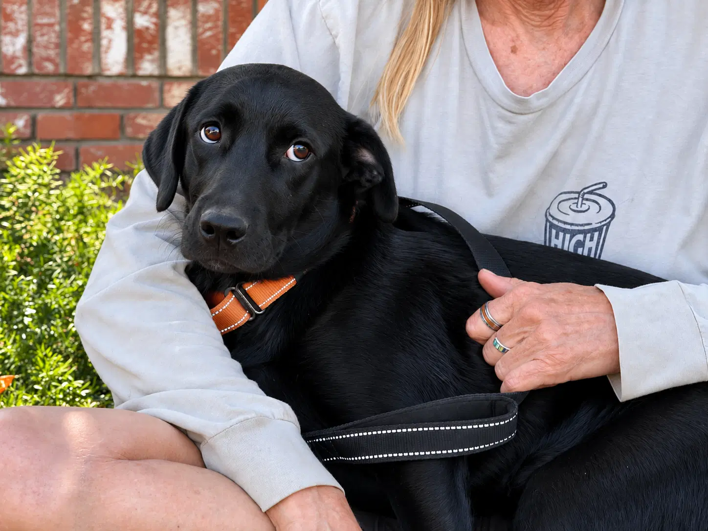 Sophie - Labrador Retriever