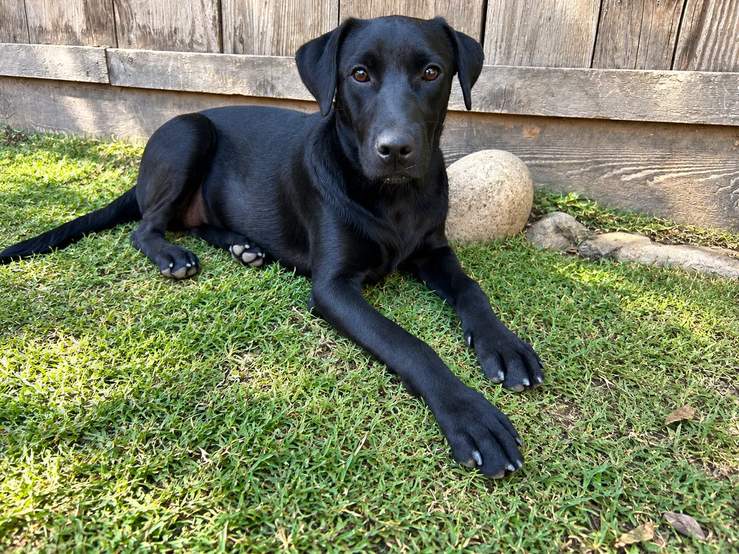 Sophie image 3