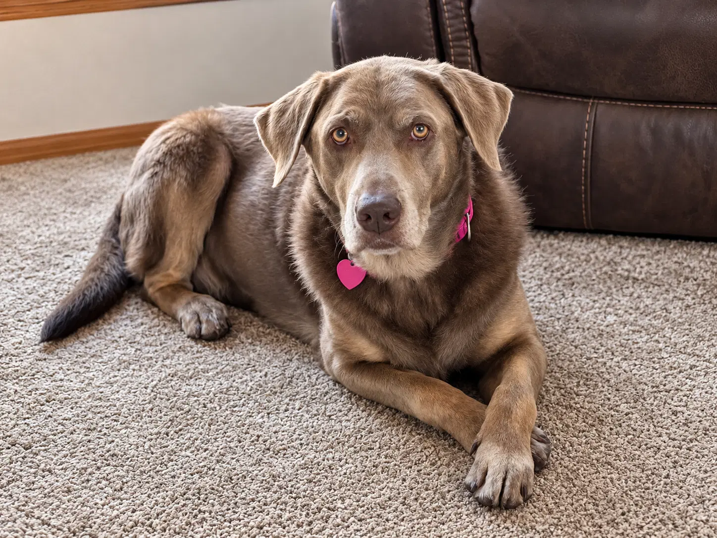 Gracie - Labrador Retriever