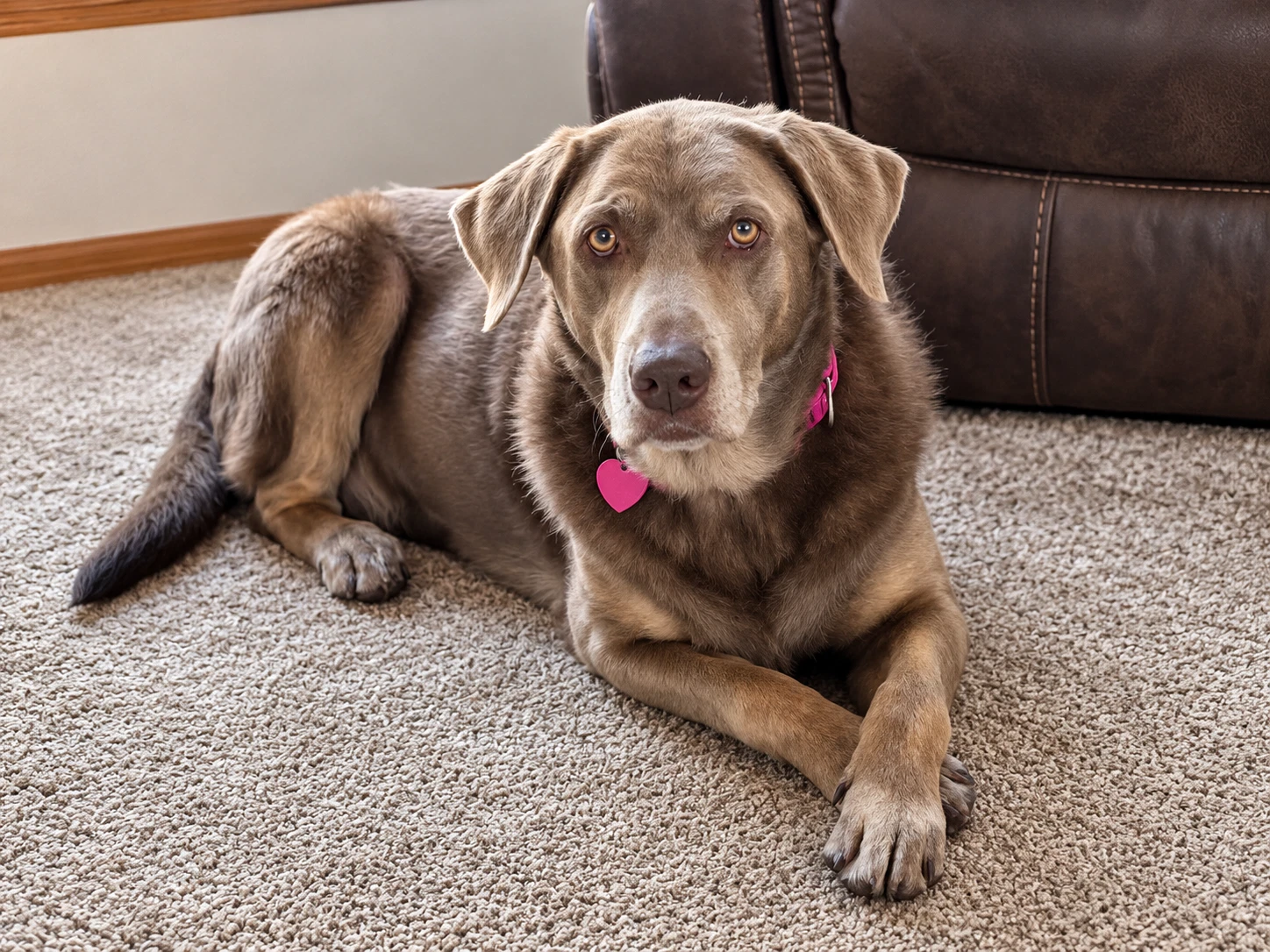 Gracie