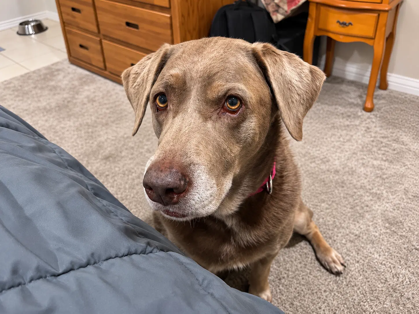 Gracie image 2