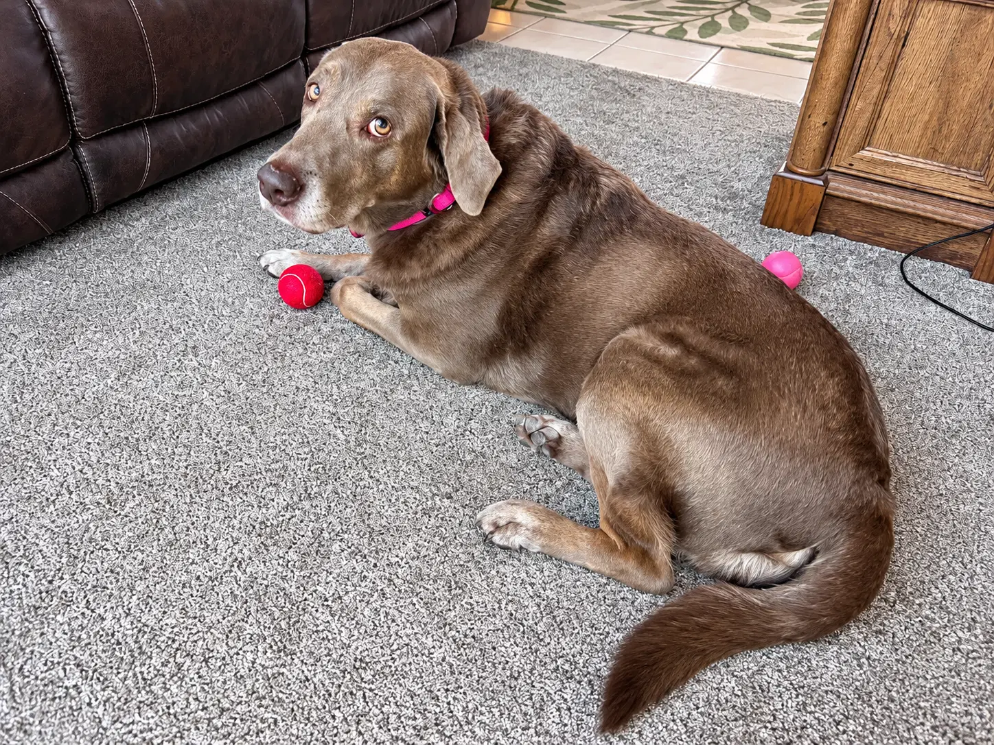 Gracie image 3