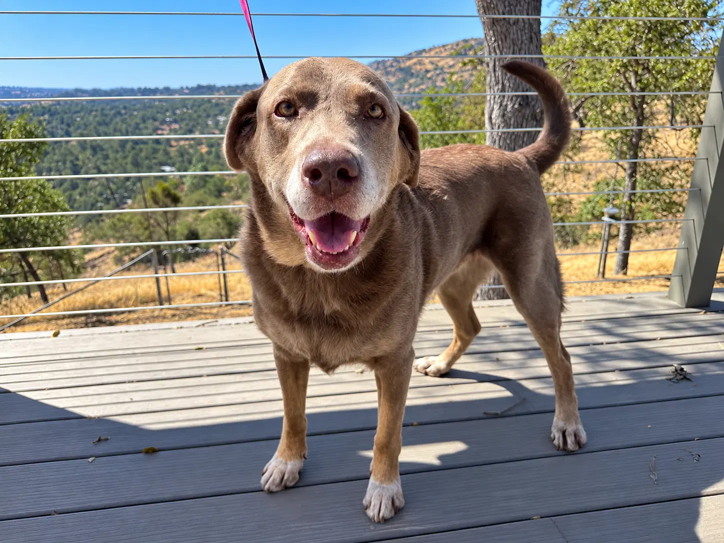 Gracie image 4