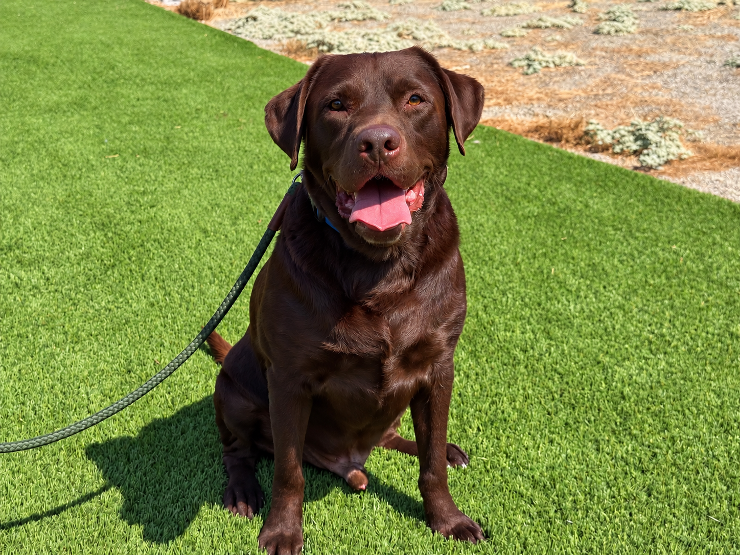 Bo, Labrador Retriever