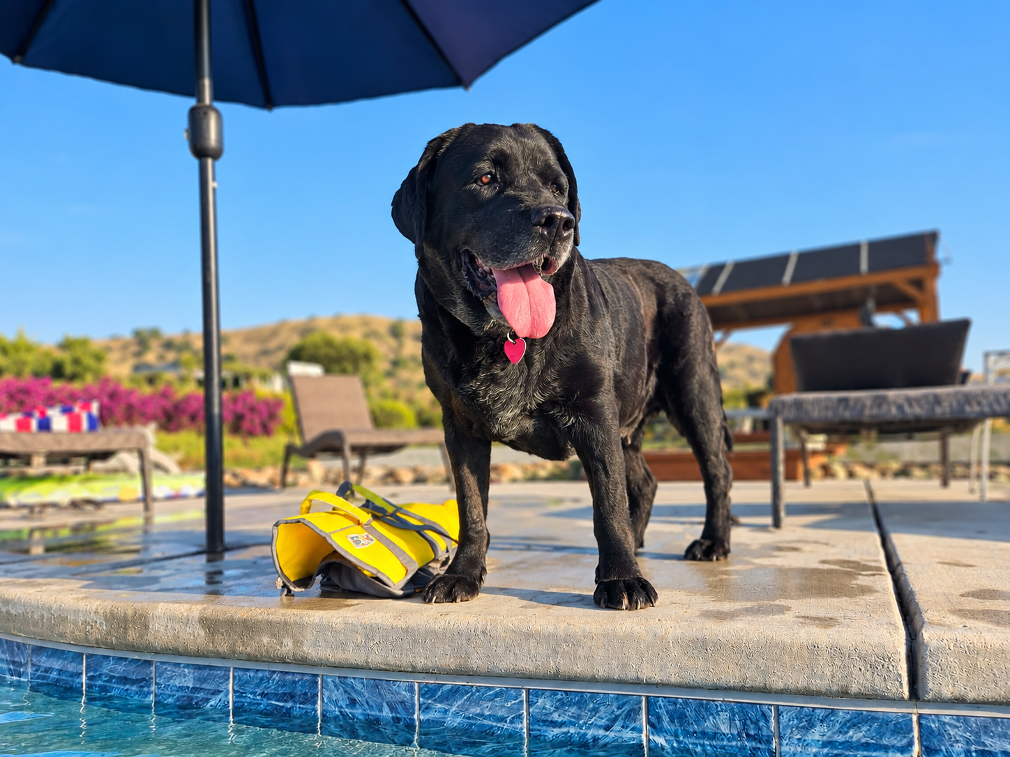 Mercedes, Labrador Retriever